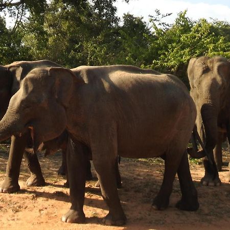Yala Rich Lodge Tissamaharama Dış mekan fotoğraf