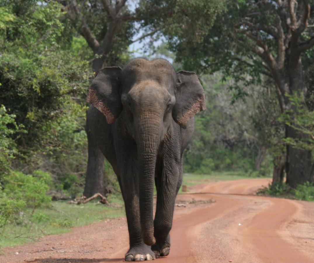 Yala Rich Lodge Tissamaharama Dış mekan fotoğraf