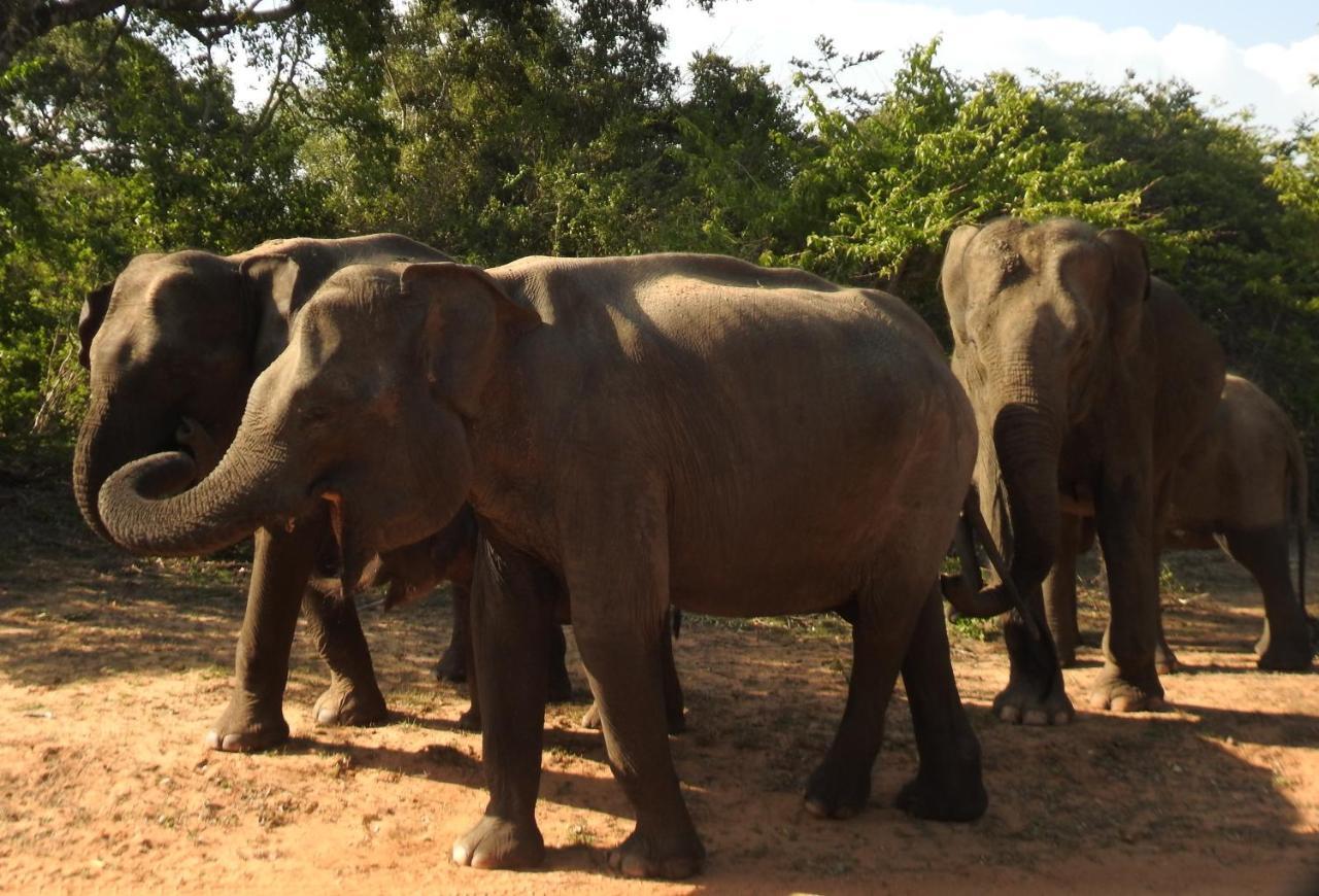 Yala Rich Lodge Tissamaharama Dış mekan fotoğraf