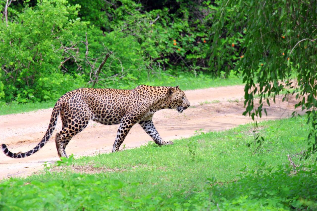 Yala Rich Lodge Tissamaharama Dış mekan fotoğraf